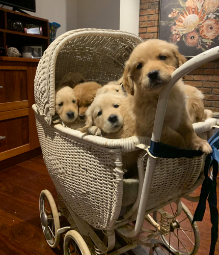 Golden Retriever 